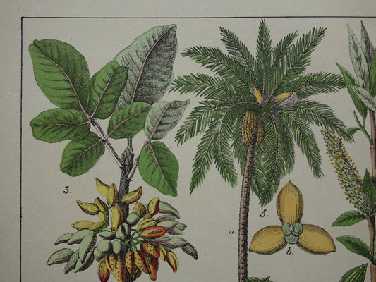 CANNABIS Oude Botanische Prent 1874 Originele Antieke Illustratie Dadelpalm Planten Spinazie Decoratie