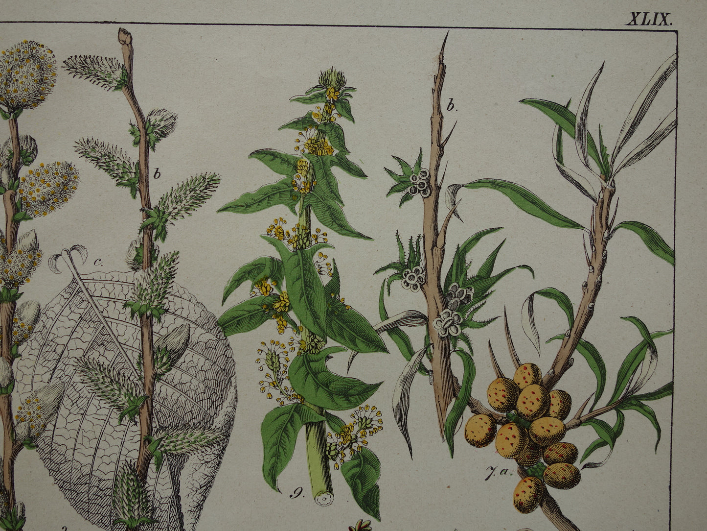 CANNABIS Oude Botanische Prent 1874 Originele Antieke Illustratie Dadelpalm Planten Spinazie Decoratie