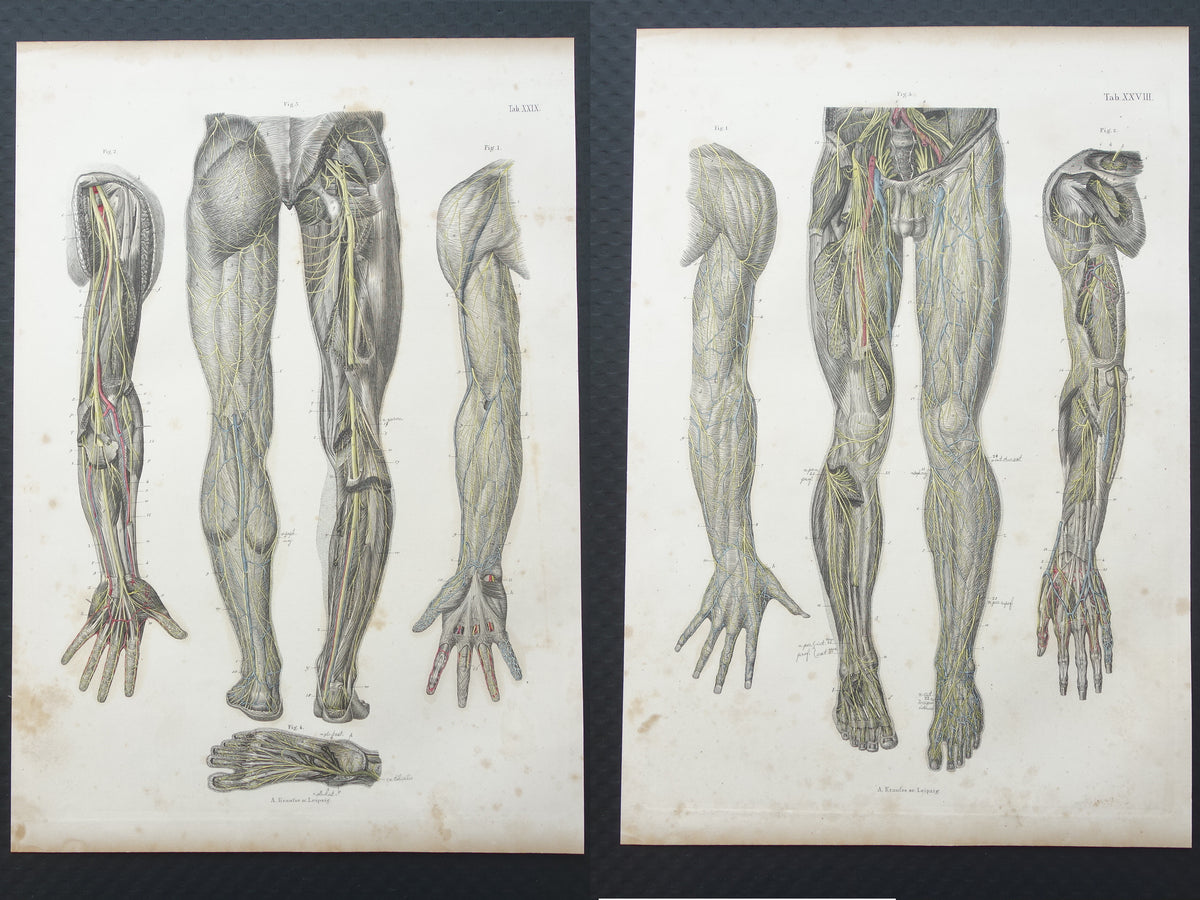Oude anatomie print zenuwen in arm been 1871 Antieke prent Vintage anatomische illustratie zenuwstelsel armen benen