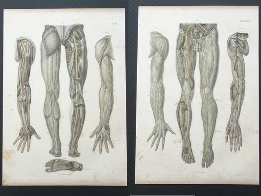 Oude anatomie print zenuwen in arm been 1871 Antieke prent Vintage anatomische illustratie zenuwstelsel armen benen