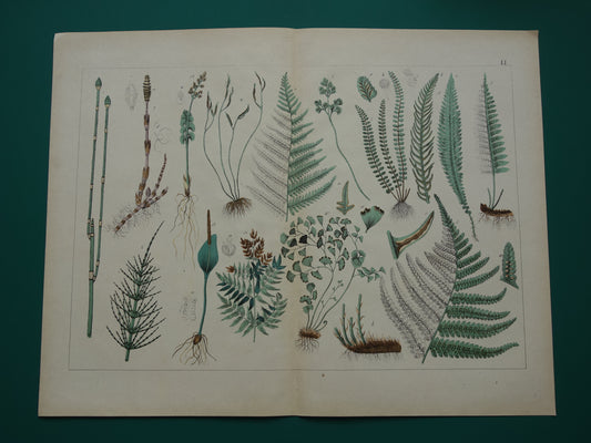 VARENS Oude Botanische Prent Varen 1874 Originele Antieke Illustratie Planten Decoratie