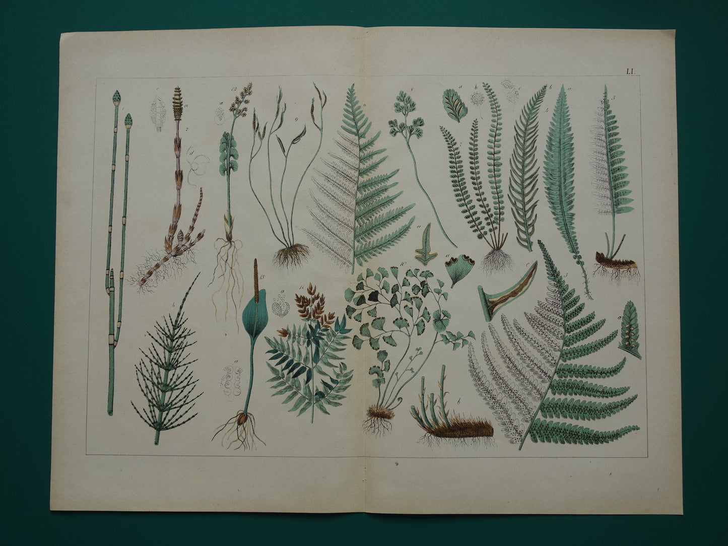 VARENS Oude Botanische Prent Varen 1874 Originele Antieke Illustratie Planten Decoratie