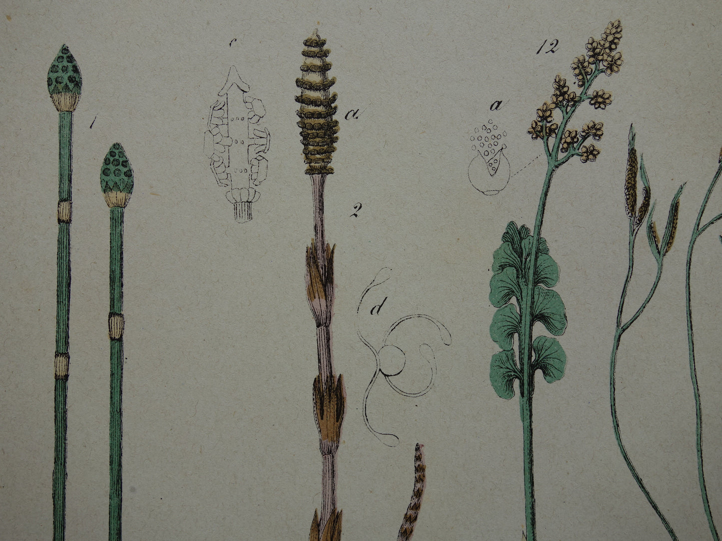 VARENS Oude Botanische Prent Varen 1874 Originele Antieke Illustratie Planten Decoratie