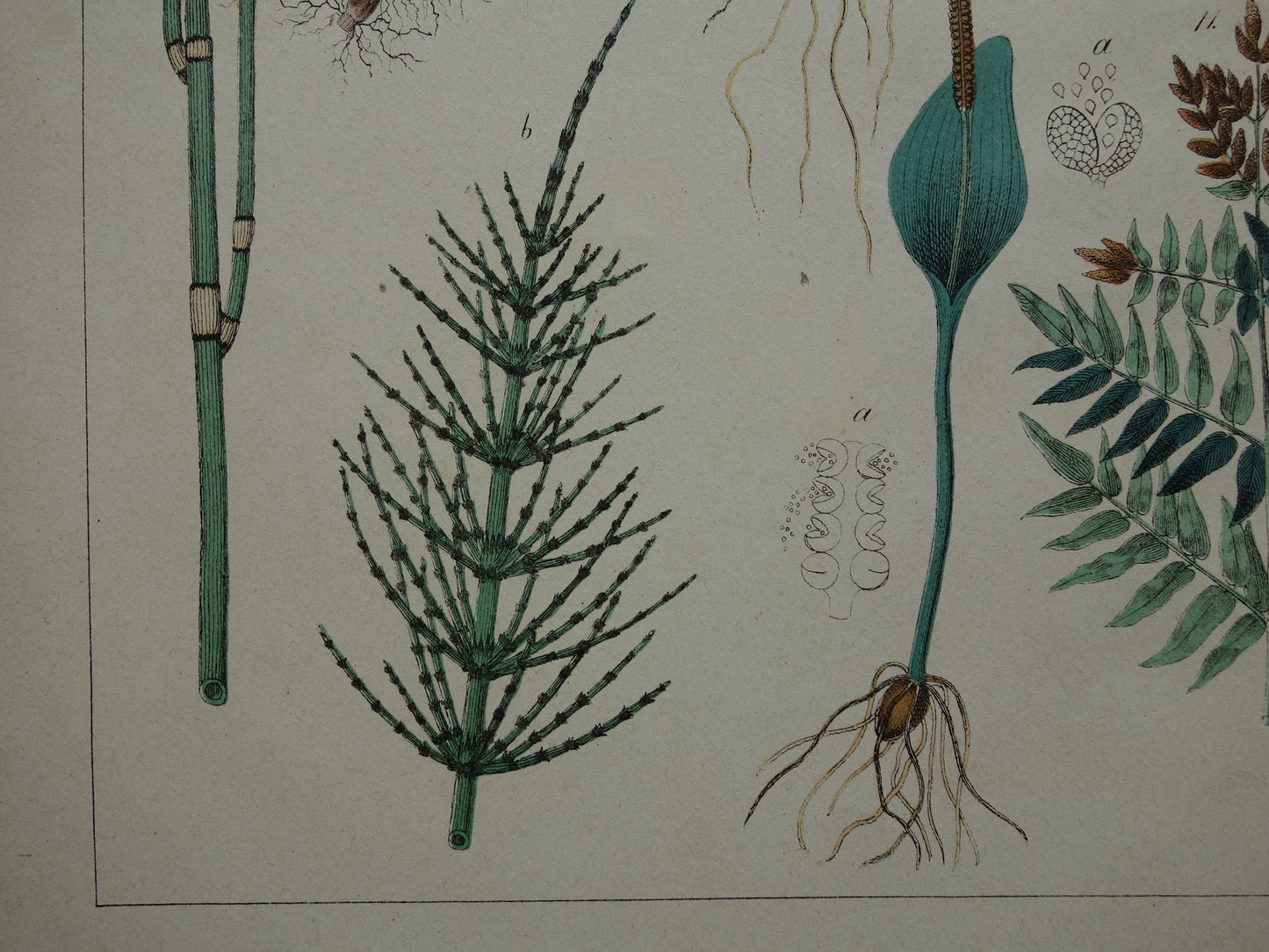VARENS Oude Botanische Prent Varen 1874 Originele Antieke Illustratie Planten Decoratie