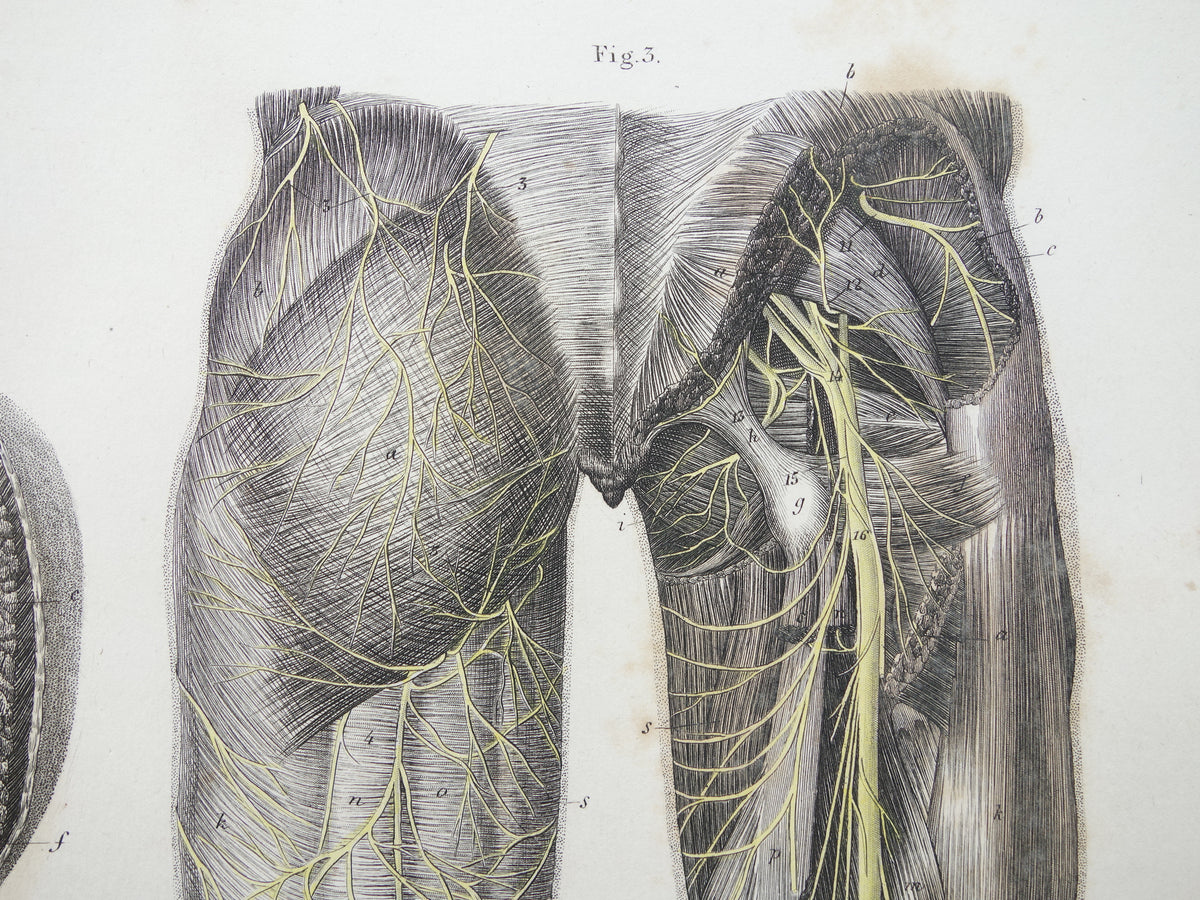 Oude anatomie print zenuwen in arm been 1871 Antieke prent Vintage anatomische illustratie zenuw armen benen