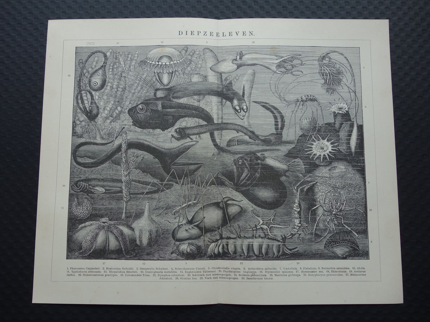 Zeeleven oude dieren prent uit 1907 over diepzeeleven oceaan vissen Originele antieke Nederlandse illustratie print
