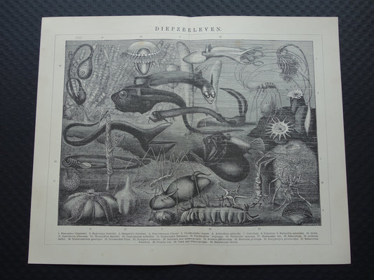 Zeeleven oude dieren prent uit 1907 over diepzeeleven oceaan vissen Originele antieke Nederlandse illustratie print