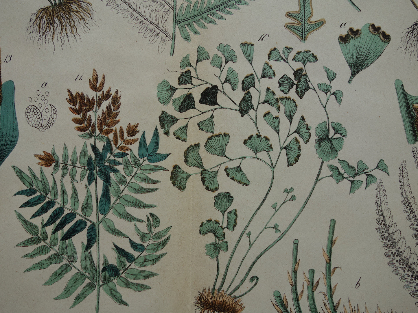 VARENS Oude Botanische Prent Varen 1874 Originele Antieke Illustratie Planten Decoratie