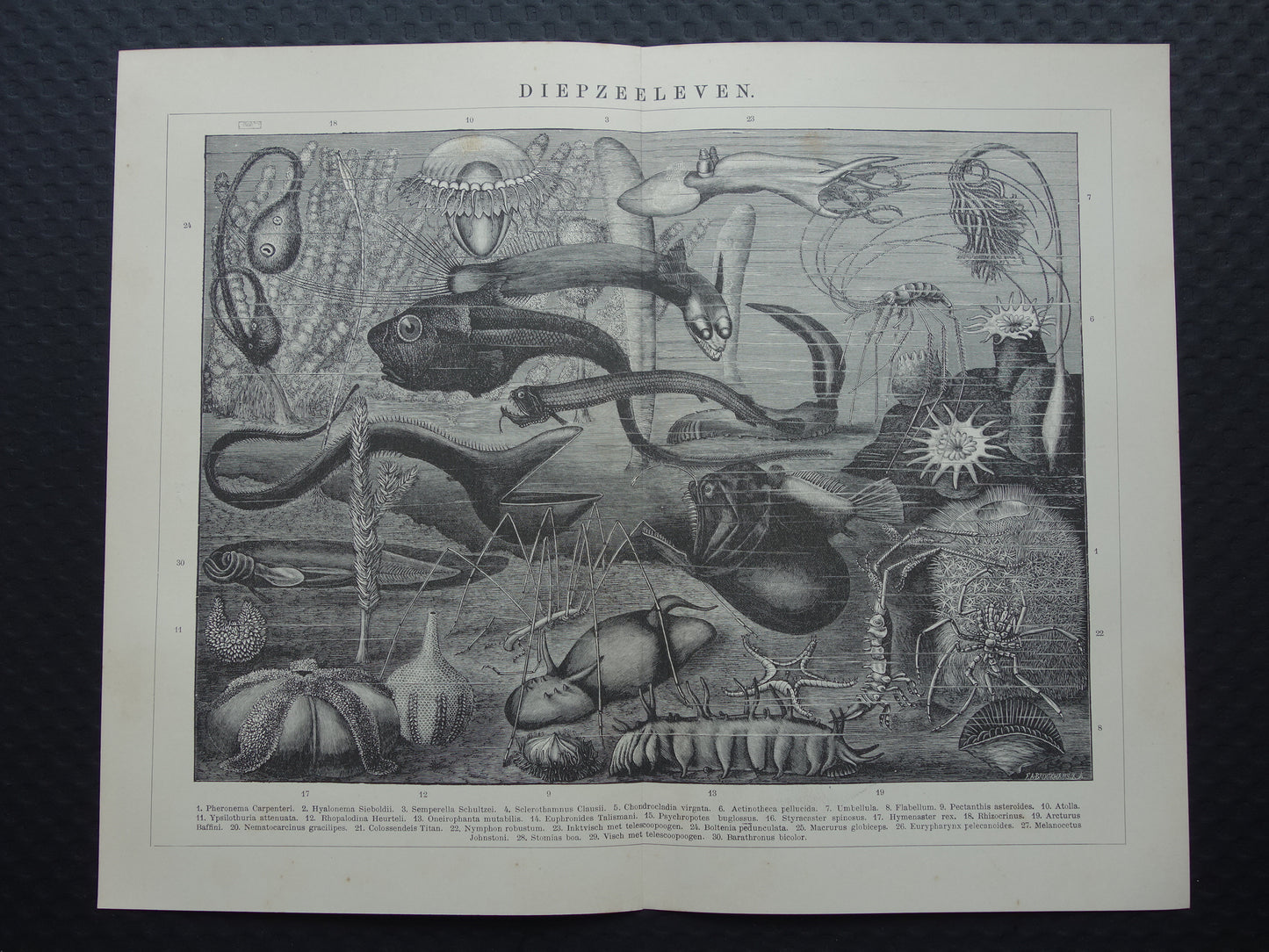 Antiker Druck der Vintagen Druckpapageienart von Vögeln von 1912 Ursprüngliche alte Papageienillustration - alte Faunadrucke