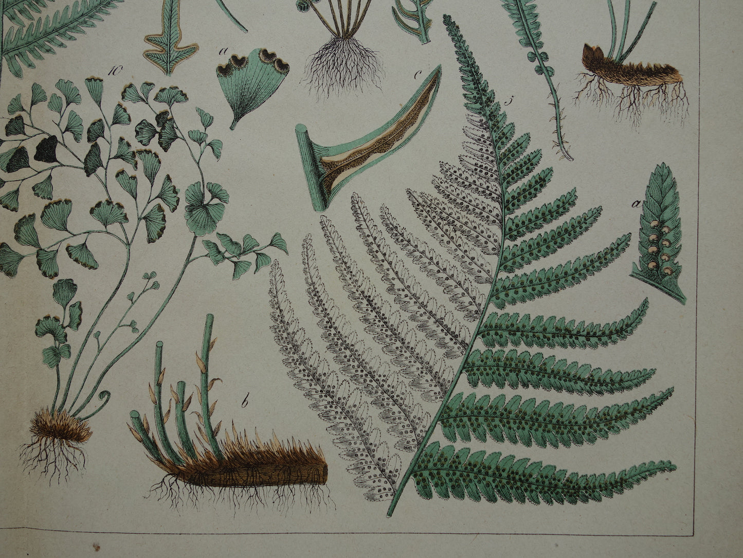 VARENS Oude Botanische Prent Varen 1874 Originele Antieke Illustratie Planten Decoratie