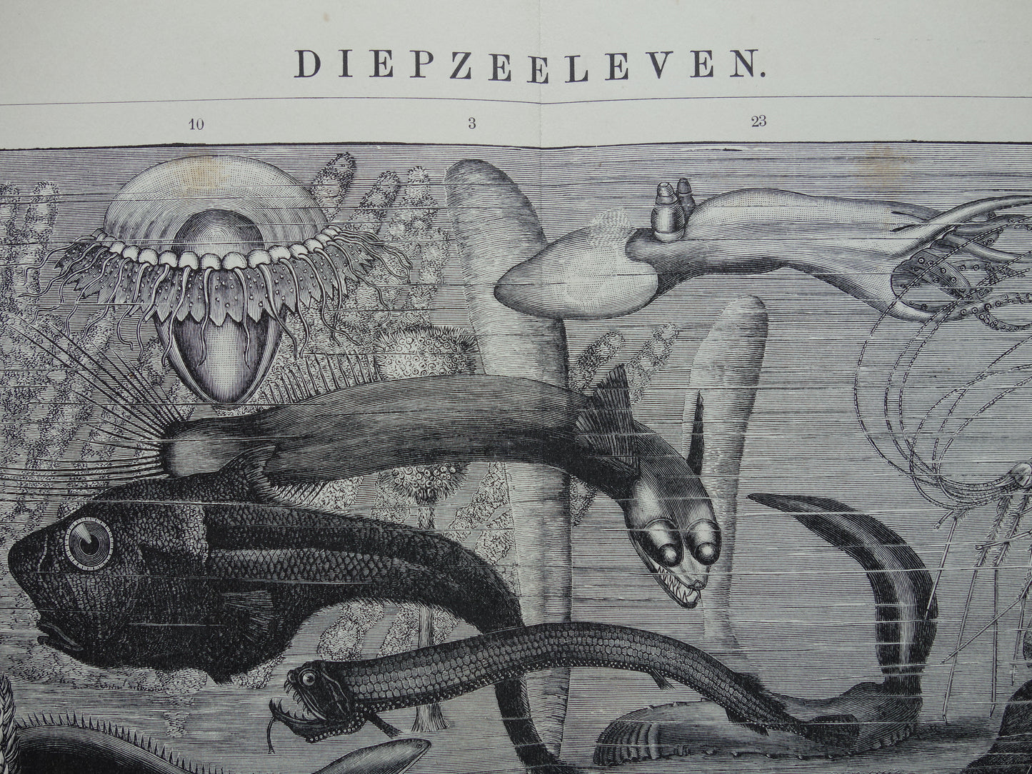 Antiker Druck der Vintagen Druckpapageienart von Vögeln von 1912 Ursprüngliche alte Papageienillustration - alte Faunadrucke