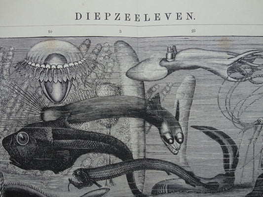 Zeeleven oude dieren prent uit 1907 over diepzeeleven oceaan vissen Originele antieke Nederlandse illustratie print