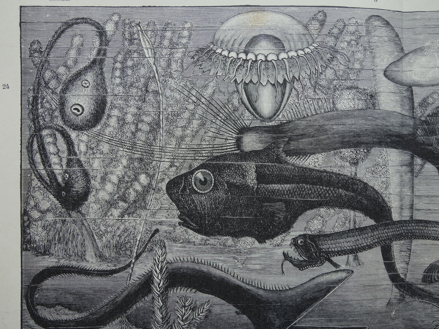 Antiker Druck der Vintagen Druckpapageienart von Vögeln von 1912 Ursprüngliche alte Papageienillustration - alte Faunadrucke