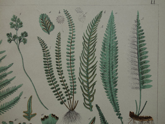 VARENS Oude Botanische Prent Varen 1874 Originele Antieke Illustratie Planten Decoratie