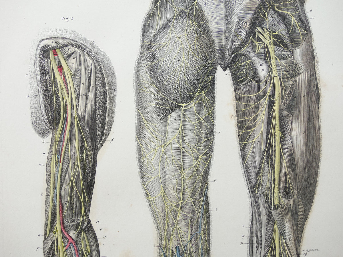 Oude anatomie print zenuwen in arm been 1871 Antieke prent Vintage anatomische illustratie zenuw armen benen