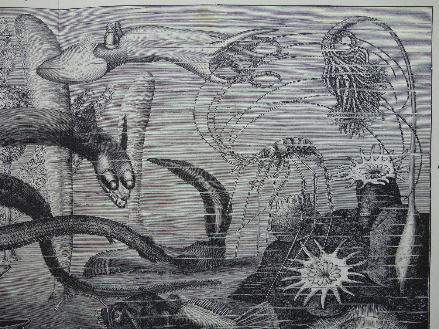 Antiker Druck der Vintagen Druckpapageienart von Vögeln von 1912 Ursprüngliche alte Papageienillustration - alte Faunadrucke