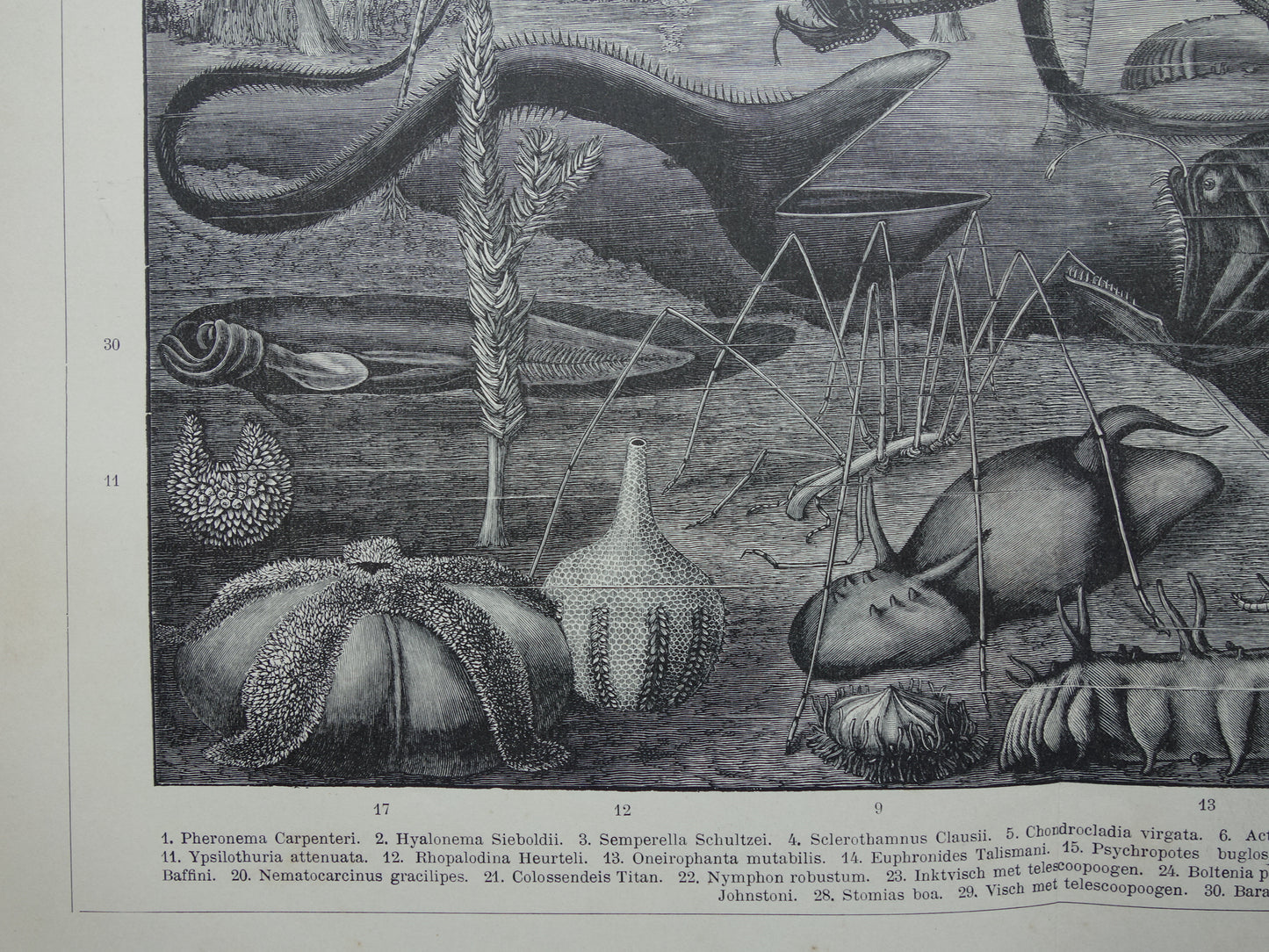 Antiker Druck der Vintagen Druckpapageienart von Vögeln von 1912 Ursprüngliche alte Papageienillustration - alte Faunadrucke