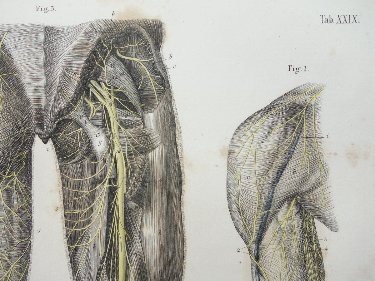 Oude anatomie print zenuwen in arm been 1871 Antieke prent Vintage anatomische illustratie zenuw armen benen