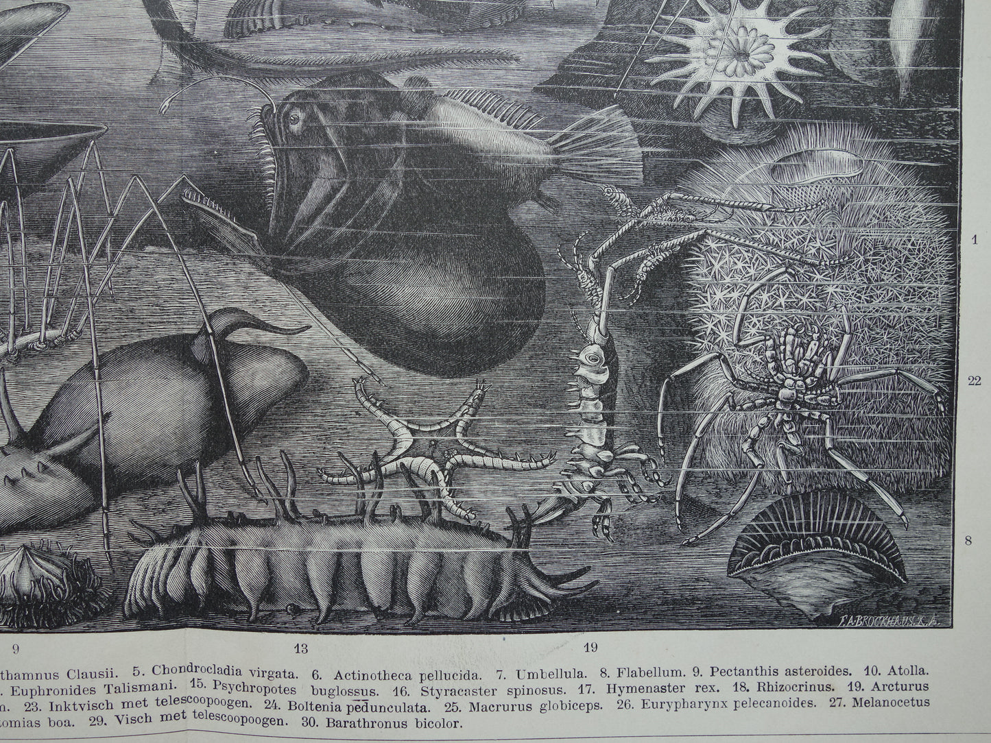 Antiker Druck der Vintagen Druckpapageienart von Vögeln von 1912 Ursprüngliche alte Papageienillustration - alte Faunadrucke