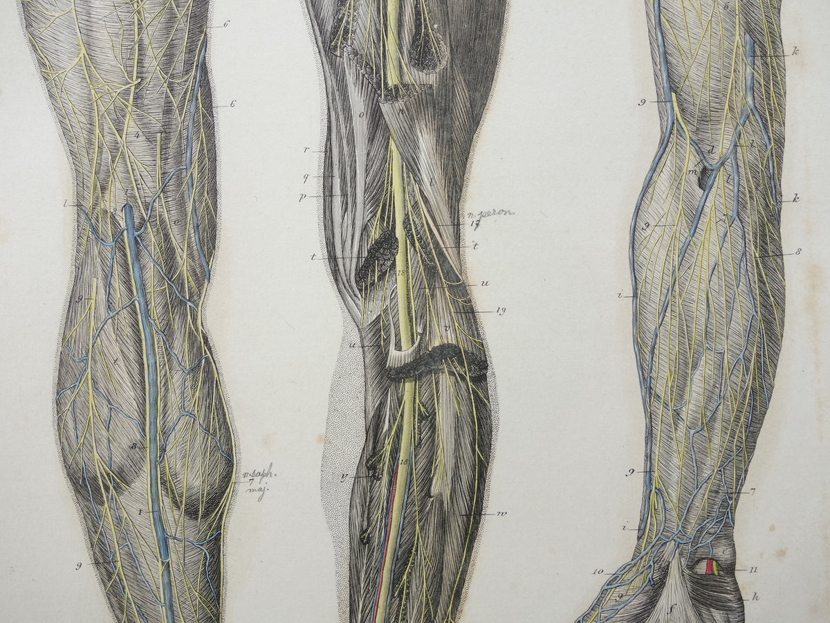 Oude anatomie print zenuwen in arm been 1871 Antieke prent Vintage anatomische illustratie zenuw armen benen