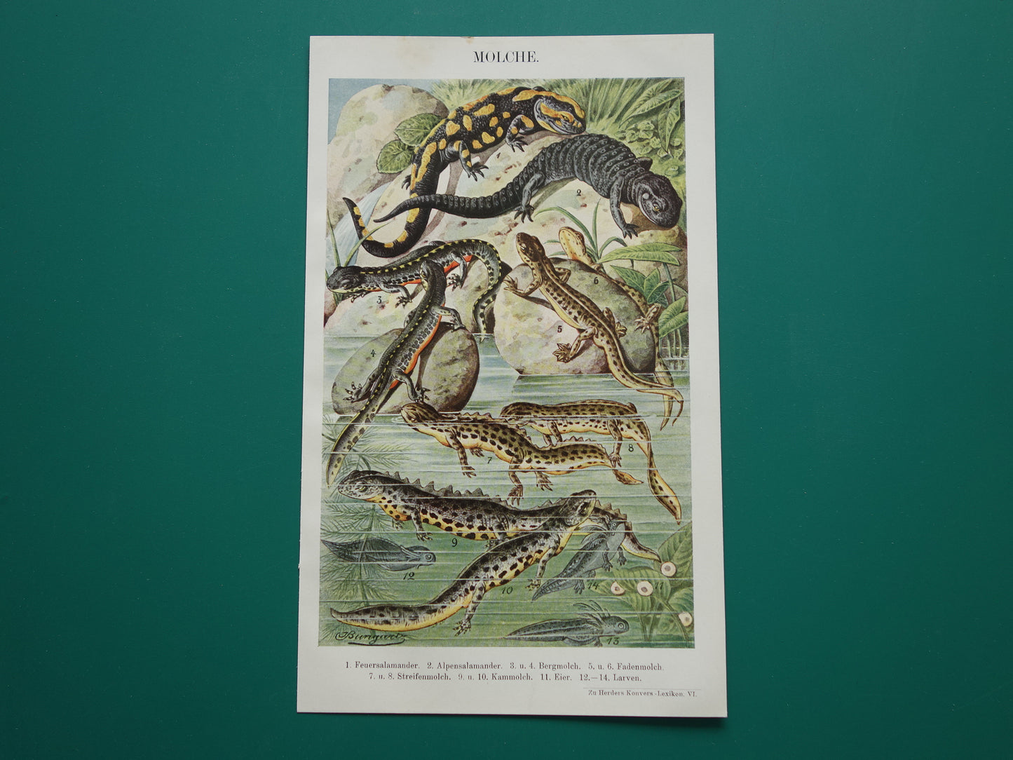 SALAMANDERS oude Duitse illustratie Salamander 1921 antieke kleine prent