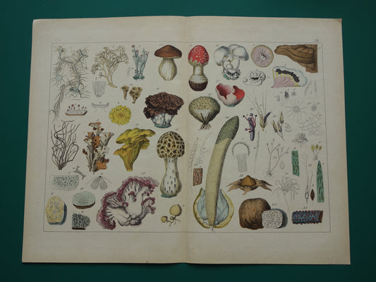 150+ Jaar Oude Botanische Prent Paddenstoelen en Schimmels Prachtige Antieke Illustratie