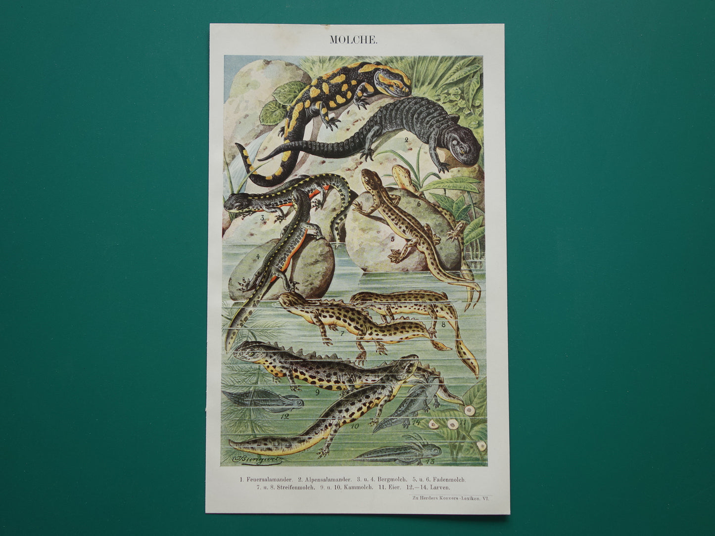 SALAMANDERS oude Duitse illustratie Salamander 1921 antieke kleine prent