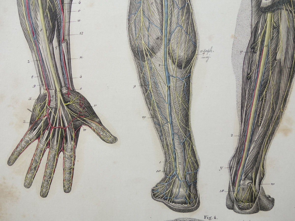 Oude anatomie print zenuwen in arm been 1871 Antieke prent Vintage anatomische illustratie zenuw armen benen