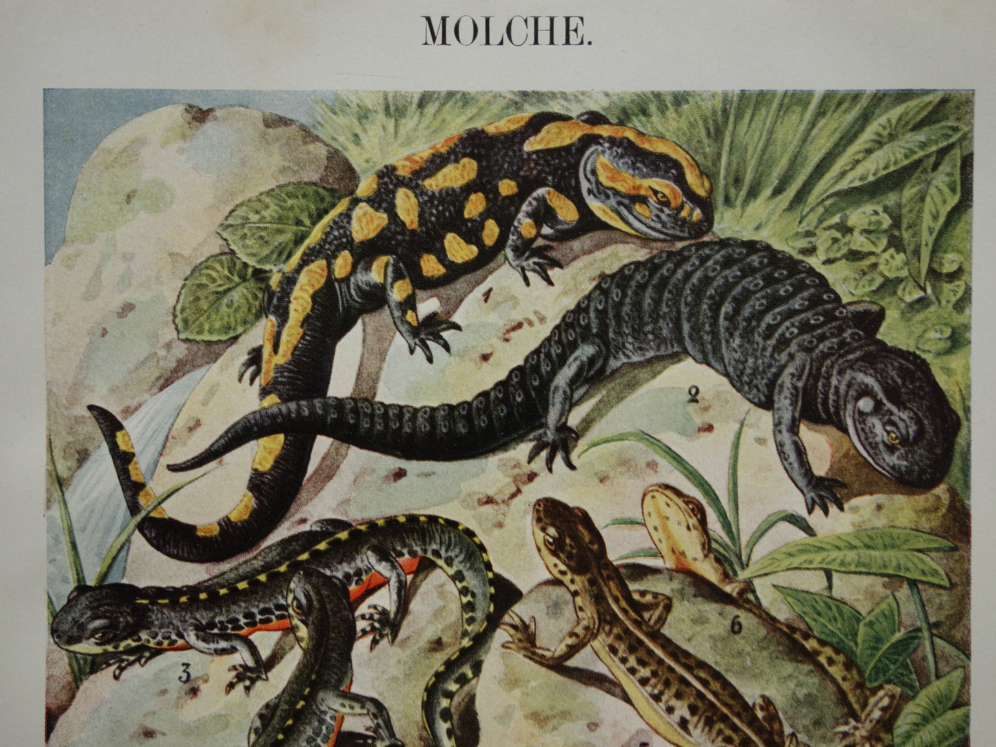 SALAMANDERS oude Duitse illustratie Salamander 1921 antieke kleine prent