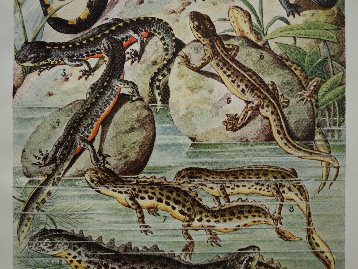 SALAMANDERS oude Duitse illustratie Salamander 1921 antieke kleine prent