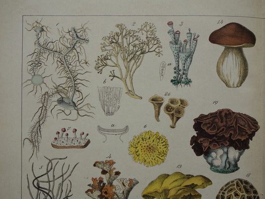150+ Jaar Oude Botanische Prent Paddenstoelen en Schimmels Prachtige Antieke Illustratie