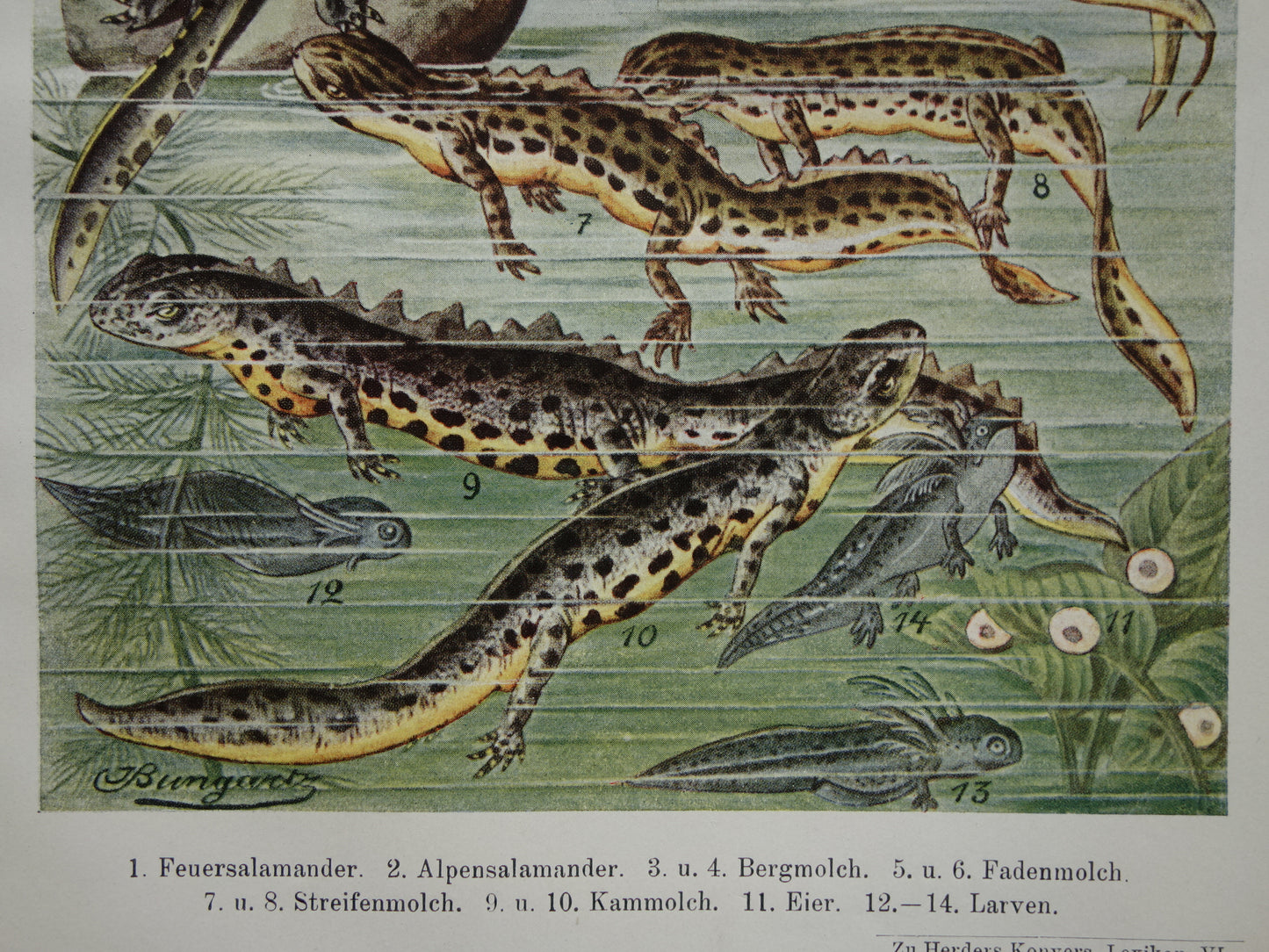 SALAMANDERS oude Duitse illustratie Salamander 1921 antieke kleine prent