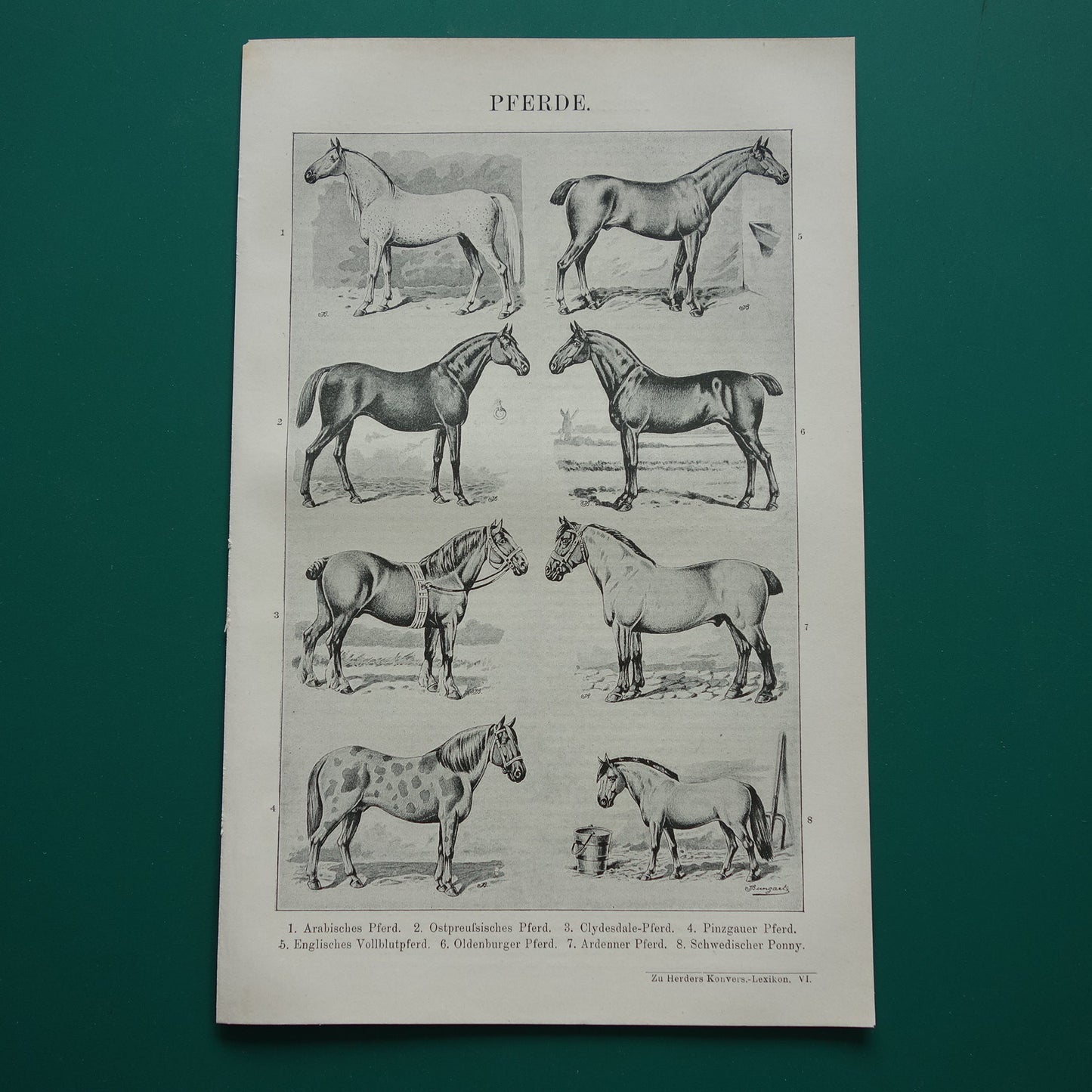 PAARDEN oude Duitse illustratie Paardenrassen 1921 antieke kleine prent Paard