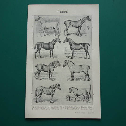 PAARDEN oude Duitse illustratie Paardenrassen 1921 antieke kleine prent Paard