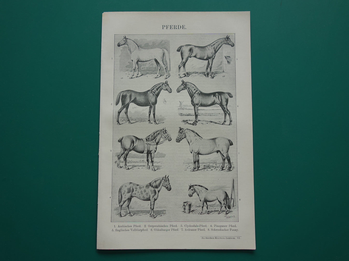 PAARDEN oude Duitse illustratie Paardenrassen 1921 antieke kleine prent Paard