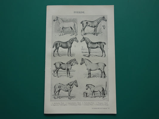 PAARDEN oude Duitse illustratie Paardenrassen 1921 antieke kleine prent Paard