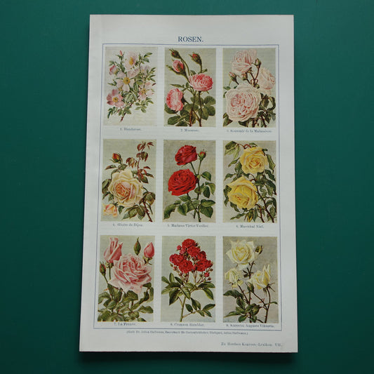 ROOS oude Duitse illustratie Rozen 1921 antieke kleine botanische prent jaren '20