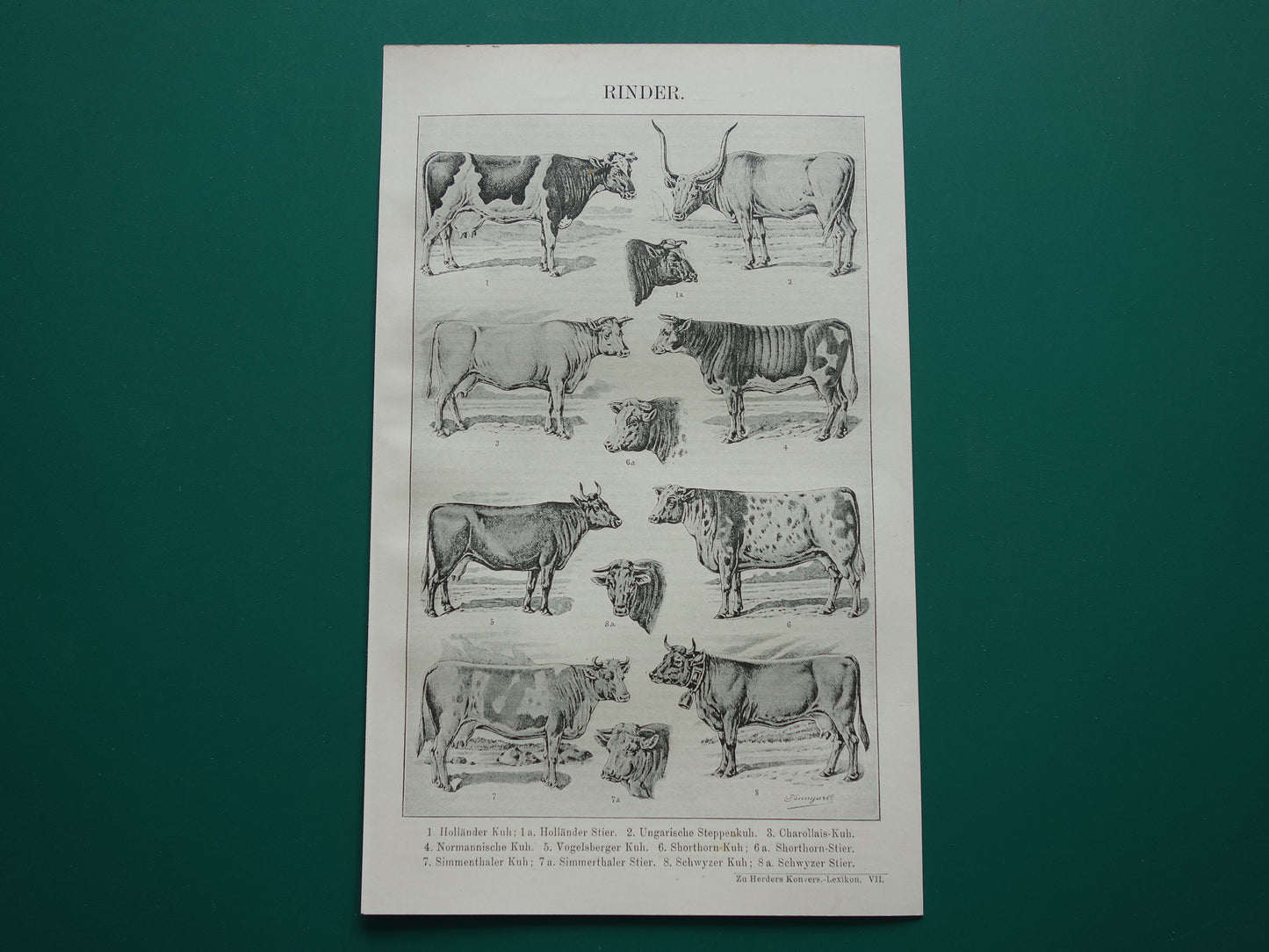 RUNDEREN oude Duitse illustratie Koe Koeien 1921 antieke kleine prent Rund Stier Stieren