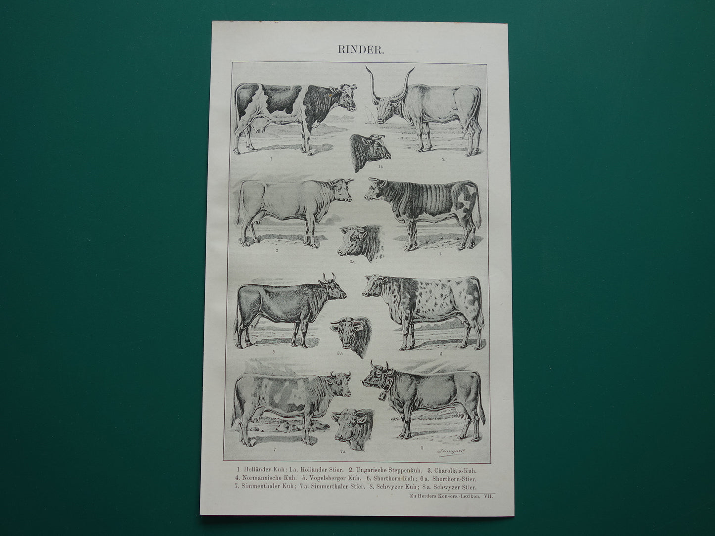 RUNDEREN oude Duitse illustratie Koe Koeien 1921 antieke kleine prent Rund Stier Stieren