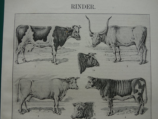 RUNDEREN oude Duitse illustratie Koe Koeien 1921 antieke kleine prent Rund Stier Stieren