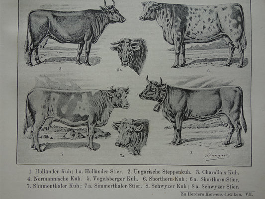 RUNDEREN oude Duitse illustratie Koe Koeien 1921 antieke kleine prent Rund Stier Stieren