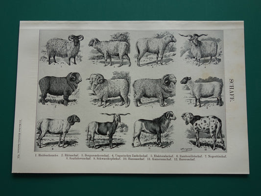 SCHAPEN oude Duitse illustratie schapenrassen 1921 antieke kleine prent Schaap