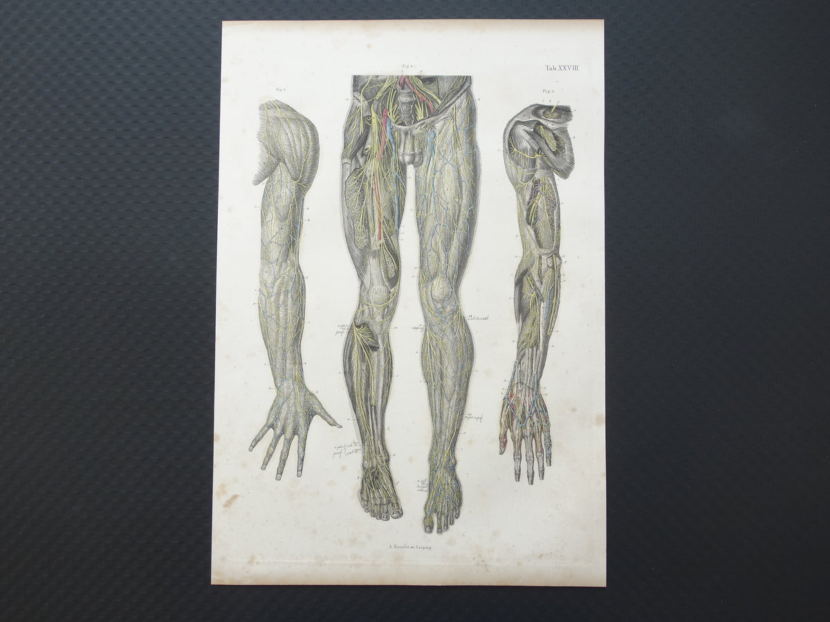 Oude anatomie print zenuwen in arm been 1871 Antieke prent Vintage anatomische illustratie zenuw armen benen