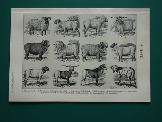 SCHAPEN oude Duitse illustratie schapenrassen 1921 antieke kleine prent Schaap