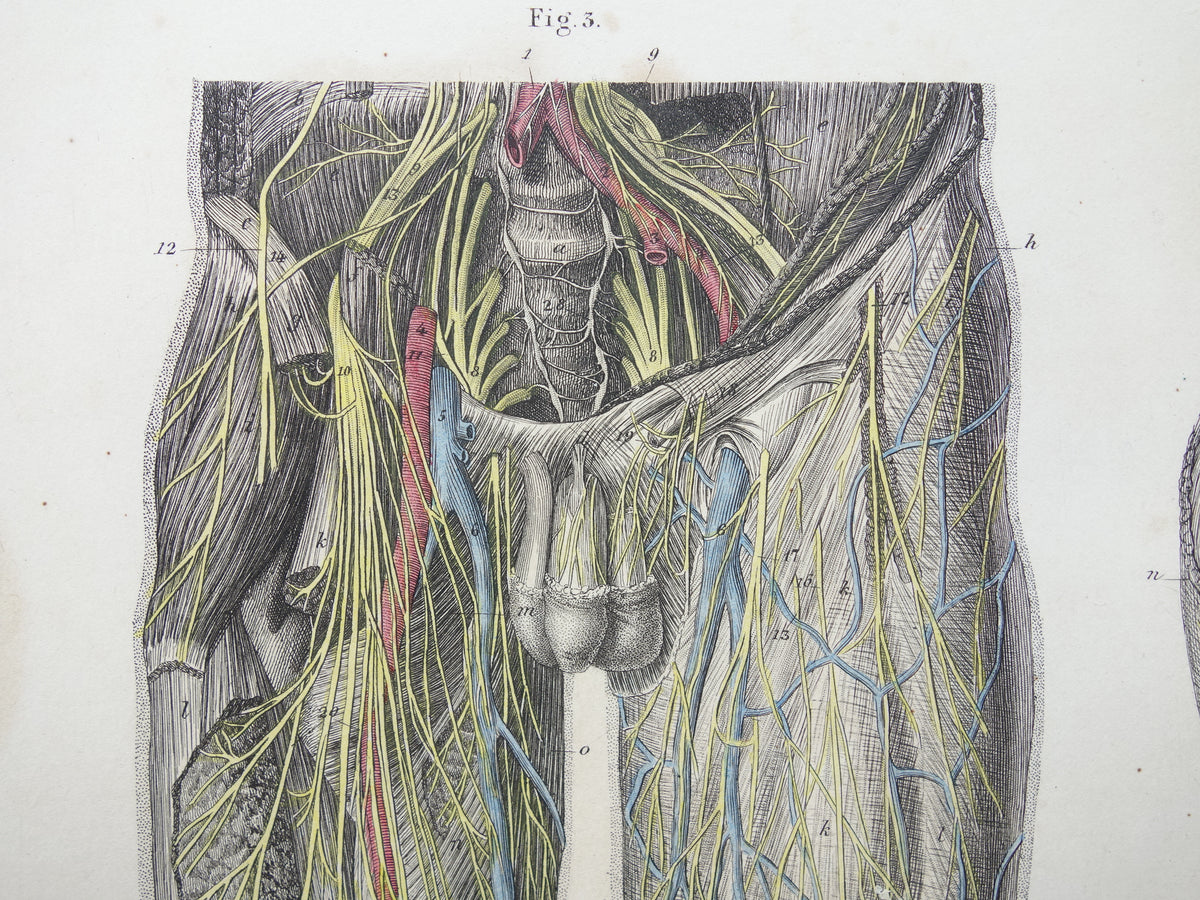Oude anatomie print zenuwen in arm been 1871 Antieke prent Vintage anatomische illustratie zenuw armen benen