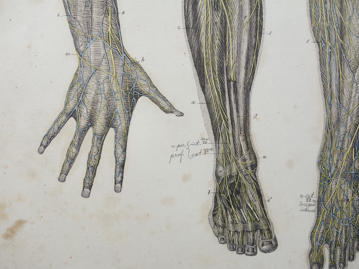 Oude anatomie print zenuwen in arm been 1871 Antieke prent Vintage anatomische illustratie zenuw armen benen