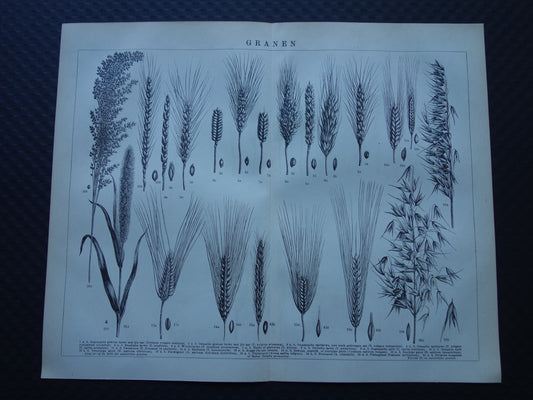 GRAAN oude botanische prent Granen Tarwe Mais originele antieke Nederlandse illustratie uit 1917 botanie prenten