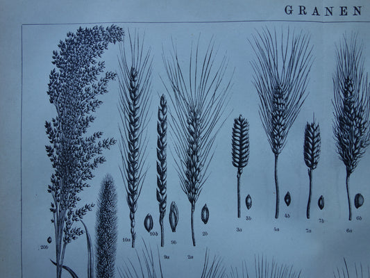 GRAAN oude botanische prent Granen Tarwe Mais originele antieke Nederlandse illustratie uit 1917 botanie prenten