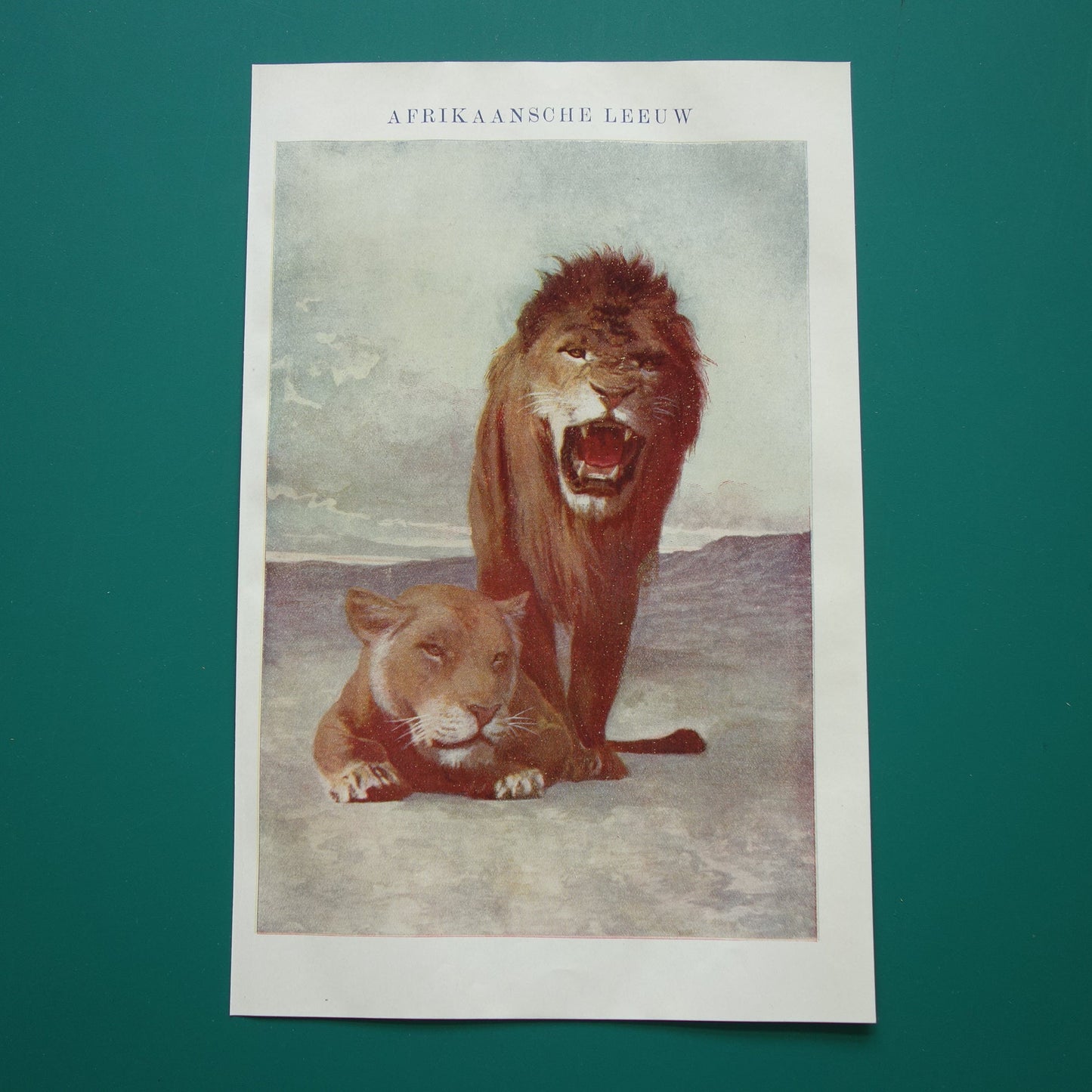 Leeuw antieke prent uit 1919 met oude illustratie van Afrikaanse Leeuwen originele Nederlandse vintage print
