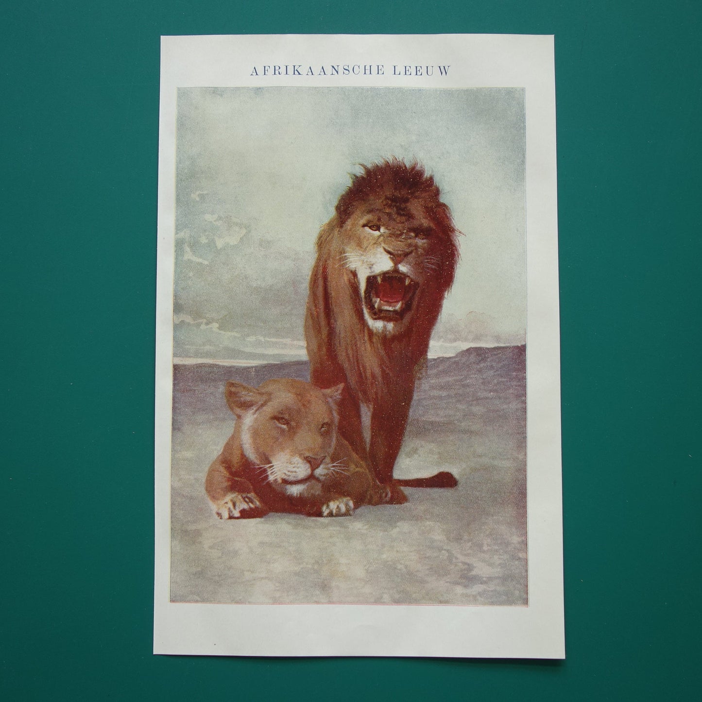 kleine vintage illustratie Afrikaanse leeuw